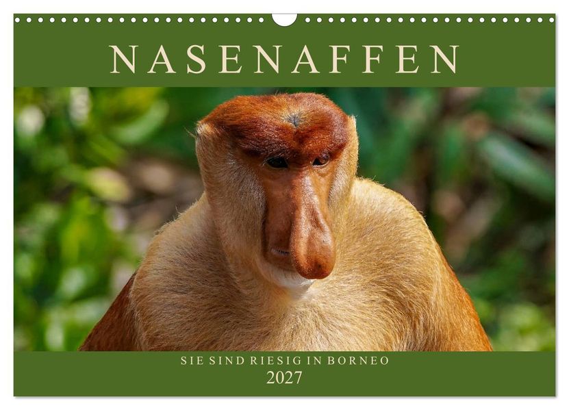 Nasenaffen von Borneo (Wandkalender 2027 DIN A3 quer) CALVENDO Monatskalender