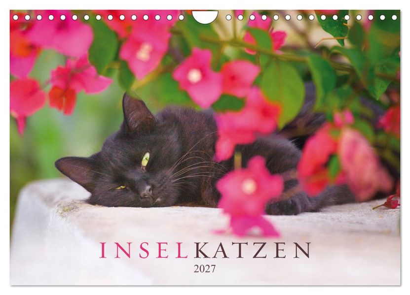 Inselkatzen (Wandkalender 2027 DIN A4 quer) CALVENDO Monatskalender