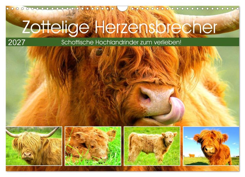 Zottelige Herzensbrecher. Schottische Hochlandrinder zum Verlieben (Wandkalender 2027 DIN A3 quer) CALVENDO Monatskalender
