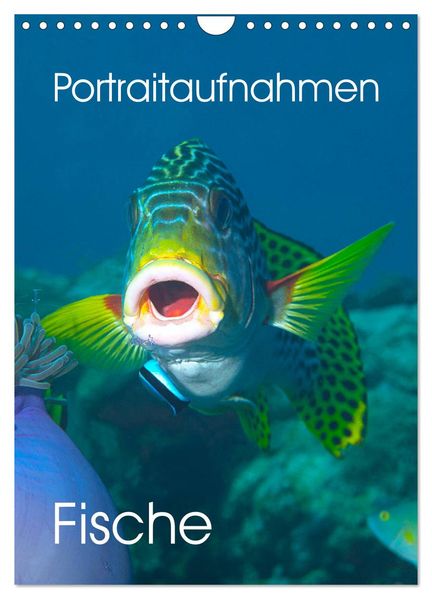 Portraitaufnahmen - Fische (Wandkalender 2027 DIN A4 hoch) CALVENDO Monatskalender