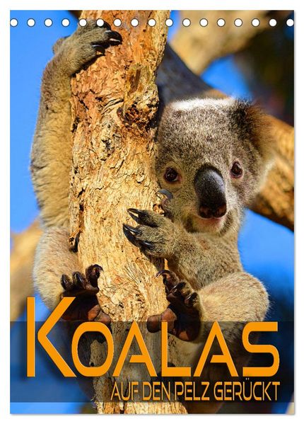 Koalas auf den Pelz gerückt (Tischkalender 2027 DIN A5 hoch) CALVENDO Monatskalender