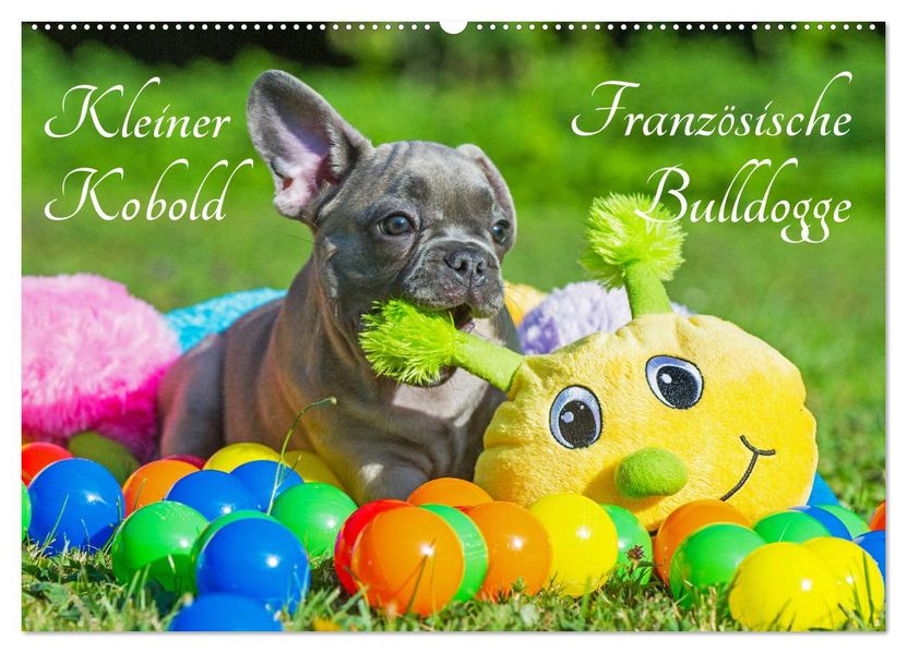 Kleiner Kobold Französische Bulldogge (Wandkalender 2027 DIN A2 quer) CALVENDO Monatskalender
