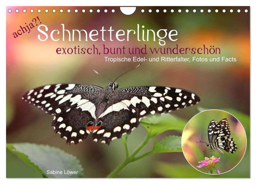 achja?! Schmetterlinge exotisch bunt und wunderschön (Wandkalender 2027 DIN A4 quer) CALVENDO Monatskalender