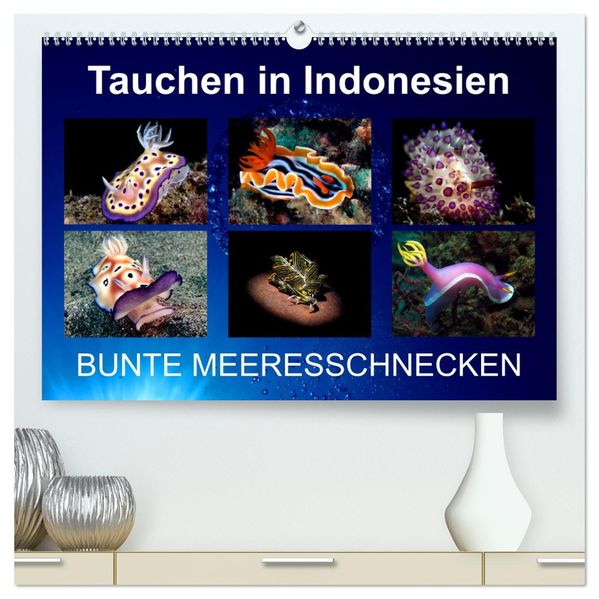 Tauchen in Indonesien - BUNTE MEERESSCHNECKEN (hochwertiger Premium Wandkalender 2027 DIN A2 quer) Kunstdruck in Hochglanz