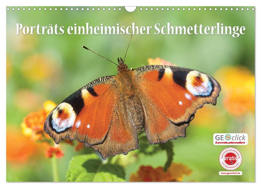 GEOclick Lernkalender: Porträts einheimischer Schmetterlinge (Wandkalender 2027 DIN A3 quer) CALVENDO Monatskalender