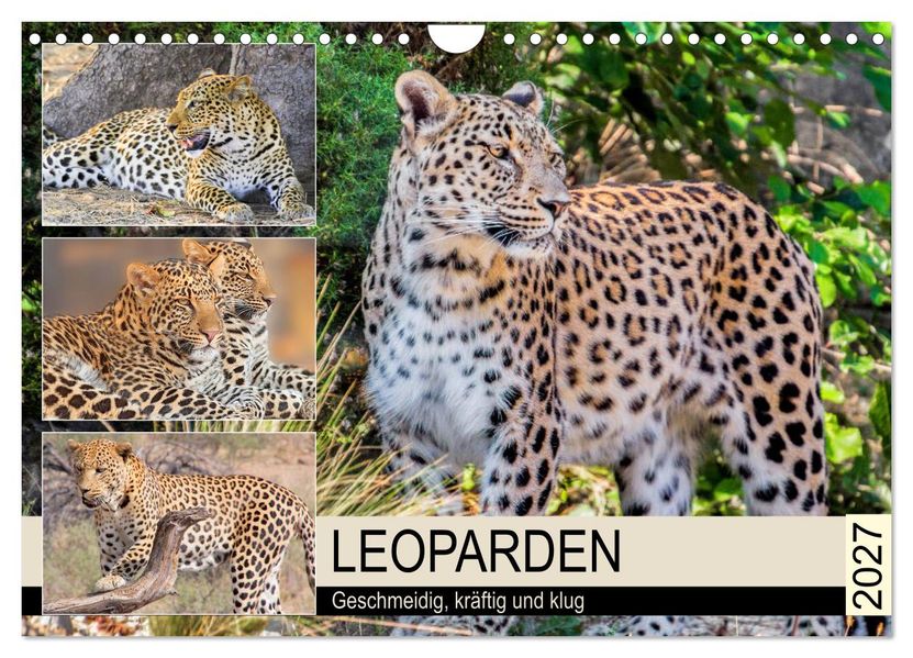 Leoparden. Geschmeidig kräftig und klug (Wandkalender 2027 DIN A4 quer) CALVENDO Monatskalender