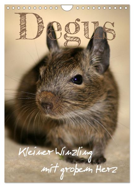 Degus - Winzlinge mit großem Herz (Wandkalender 2027 DIN A4 hoch) CALVENDO Monatskalender