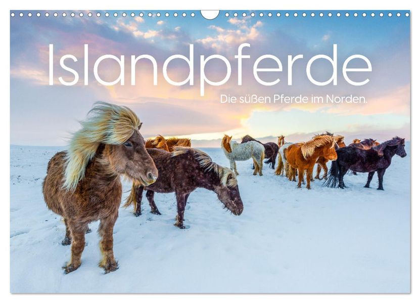 Islandpferde - Die süßen Pferde im Norden. (Wandkalender 2027 DIN A3 quer) CALVENDO Monatskalender