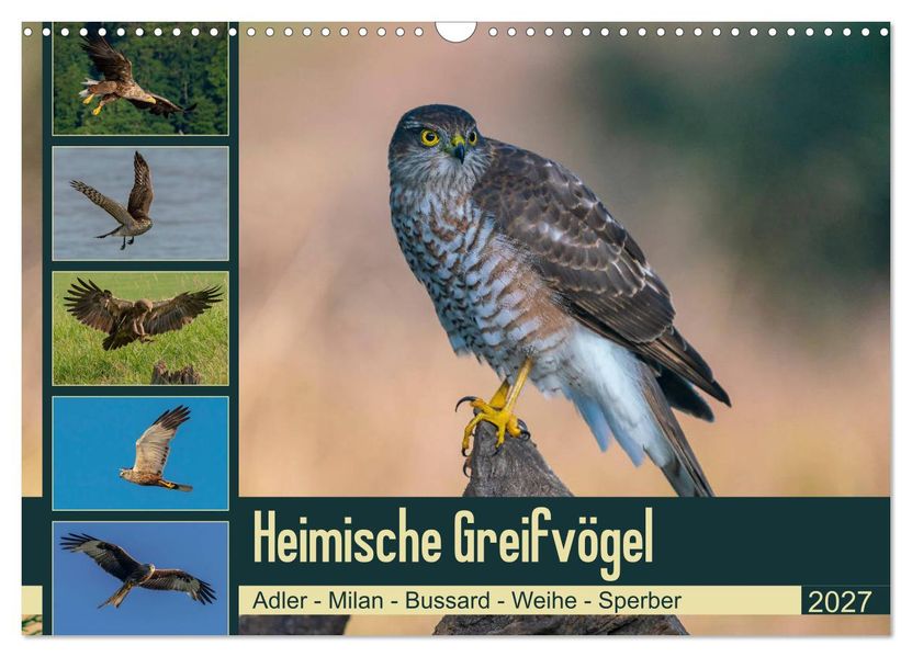 Heimische GREIFVÖGEL Adler Milan Bussard Weihe Sperber (Wandkalender 2027 DIN A3 quer) CALVENDO Monatskalender
