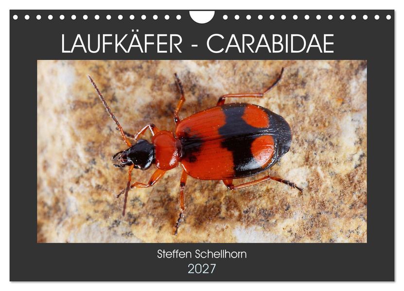 LAUFKÄFER - CARABIDAE (Wandkalender 2027 DIN A4 quer) CALVENDO Monatskalender