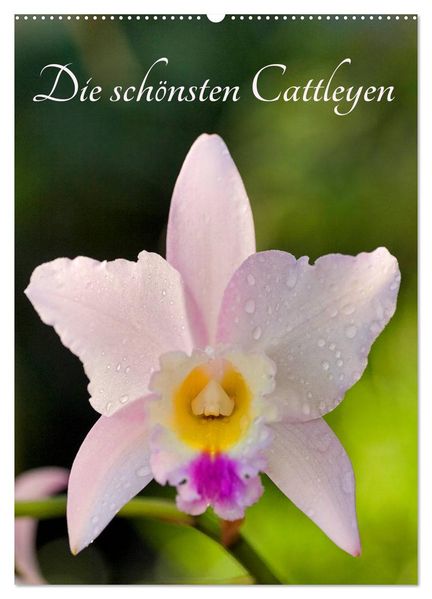 Die schönsten Cattleyen (Wandkalender 2027 DIN A2 hoch) CALVENDO Monatskalender