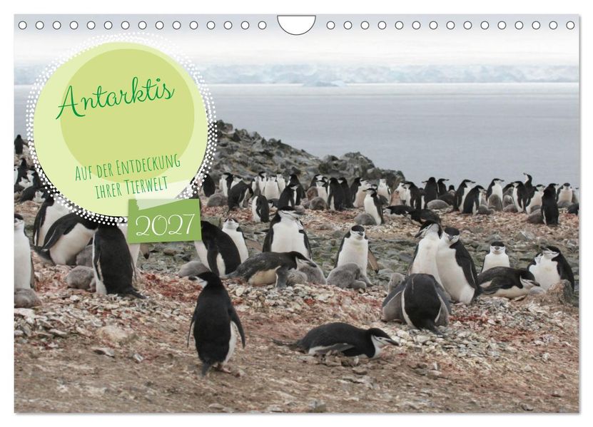 Antarktis Auf der Entdeckung ihrer Tierwelt (Wandkalender 2027 DIN A4 quer) CALVENDO Monatskalender