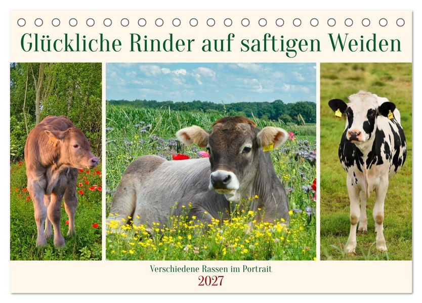Glückliche Rinder auf saftigen Weiden (Tischkalender 2027 DIN A5 quer) CALVENDO Monatskalender