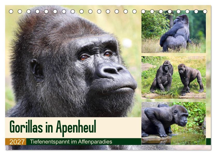 Flachlandgorillas in Apenheul (Tischkalender 2027 DIN A5 quer) CALVENDO Monatskalender