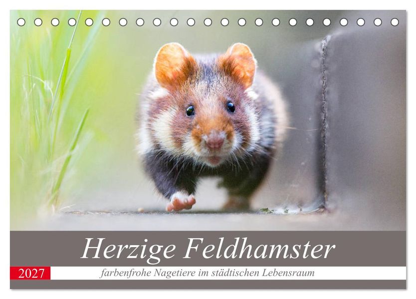 Herzige Feldhamster - farbenfrohe Nagetiere im städtischen Lebensraum (Tischkalender 2027 DIN A5 quer) CALVENDO Monatskalender