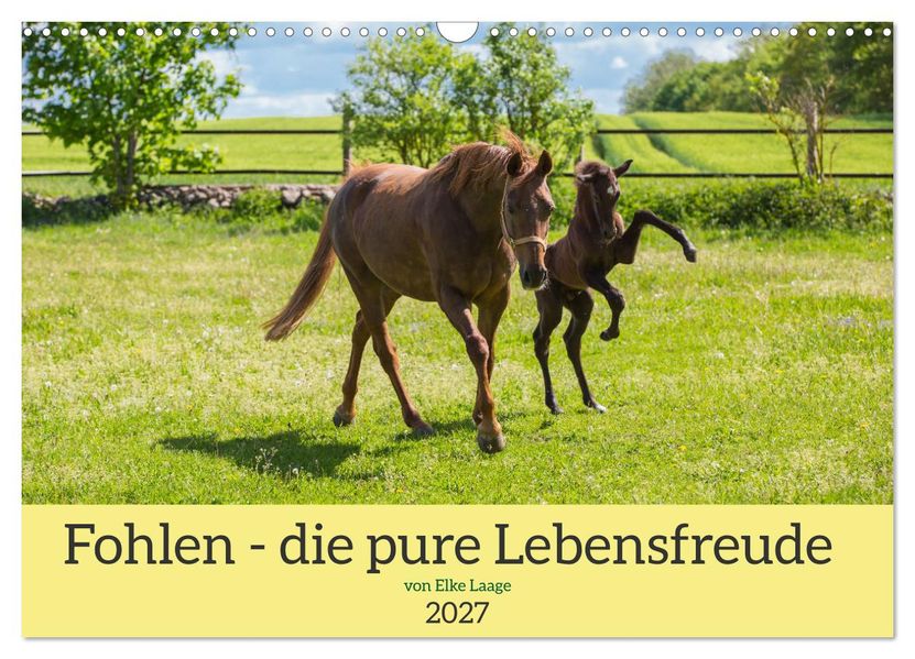 Fohlen - die pure Lebensfreude (Wandkalender 2027 DIN A3 quer) CALVENDO Monatskalender