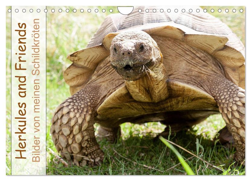 Herkules and Friends (Wandkalender 2027 DIN A4 quer) CALVENDO Monatskalender