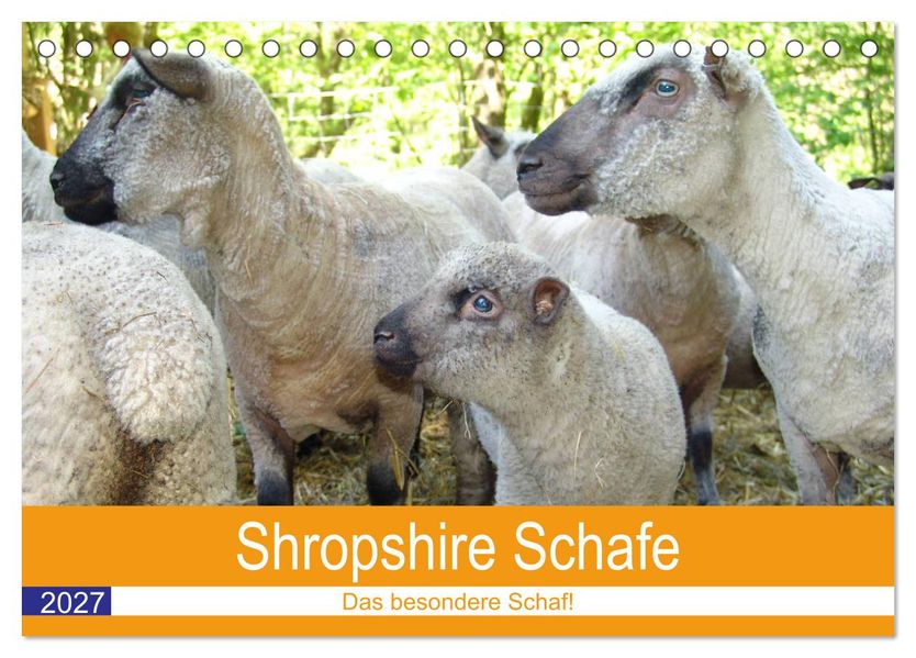 Shropshire Schafe (Tischkalender 2027 DIN A5 quer) CALVENDO Monatskalender