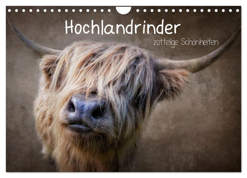 Hochlandrinder - Zottelige Schönheiten (Wandkalender 2027 DIN A4 quer) CALVENDO Monatskalender