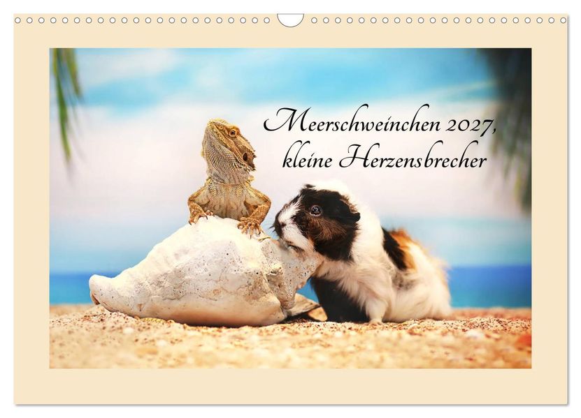 Meerschweinchen 2027 kleine Herzensbrecher (Wandkalender 2027 DIN A3 quer) CALVENDO Monatskalender
