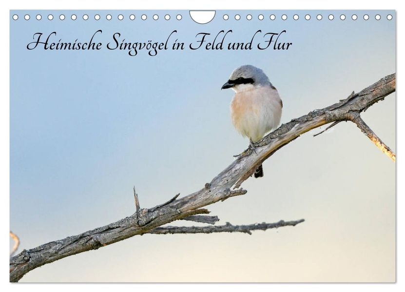 Heimische Singvögel in Feld und Flur (Wandkalender 2027 DIN A4 quer) CALVENDO Monatskalender