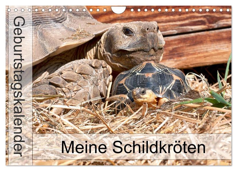 Meine Schildkröten - Geburtstagskalender (Wandkalender 2027 DIN A4 quer) CALVENDO Monatskalender