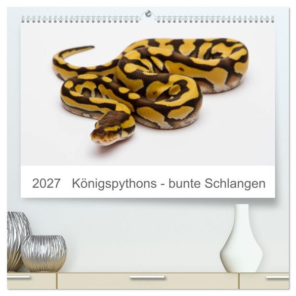 Königspythons - bunte Schlangen (hochwertiger Premium Wandkalender 2027 DIN A2 quer) Kunstdruck in Hochglanz