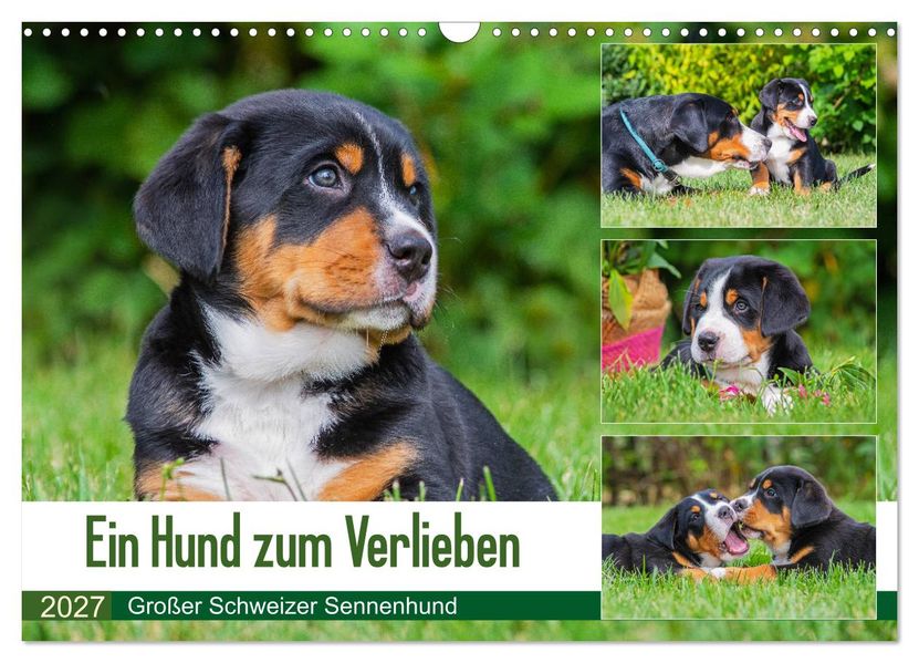 Ein Hund zum Verlieben - Großer Schweizer Sennenhund (Wandkalender 2027 DIN A3 quer) CALVENDO Monatskalender