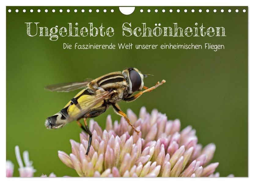 Ungeliebte Schönheiten - die faszinierende Welt unserer heimischen Fliegen (Wandkalender 2027 DIN A4 quer) CALVENDO Monatskalender