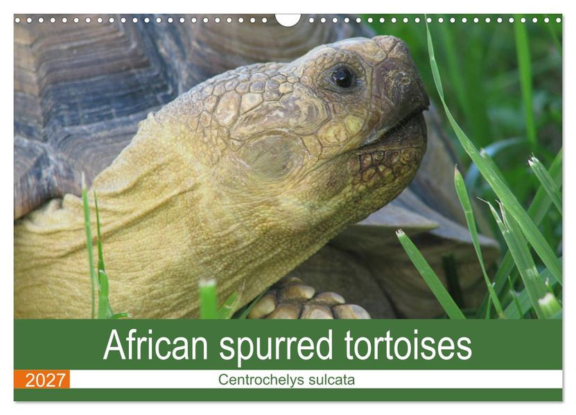 African spurred tortoises (Wall Calendar 2027 DIN A3 landscape) CALVENDO 12 Month Wall Calendar