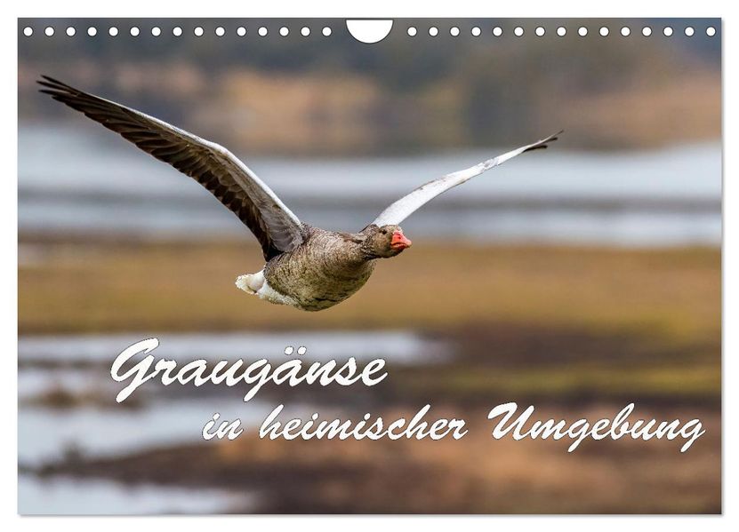 Graugänse in heimischer Umgebung (Wandkalender 2027 DIN A4 quer) CALVENDO Monatskalender