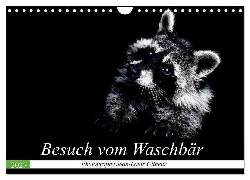 Besuch vom Waschbär (Wandkalender 2027 DIN A4 quer) CALVENDO Monatskalender