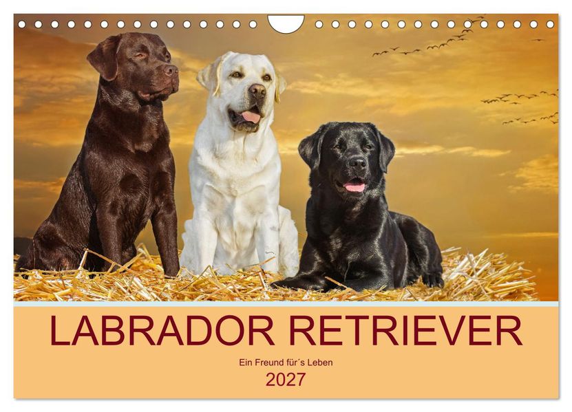 Labrador Retriever - Ein Freund fürs Leben (Wandkalender 2027 DIN A4 quer) CALVENDO Monatskalender