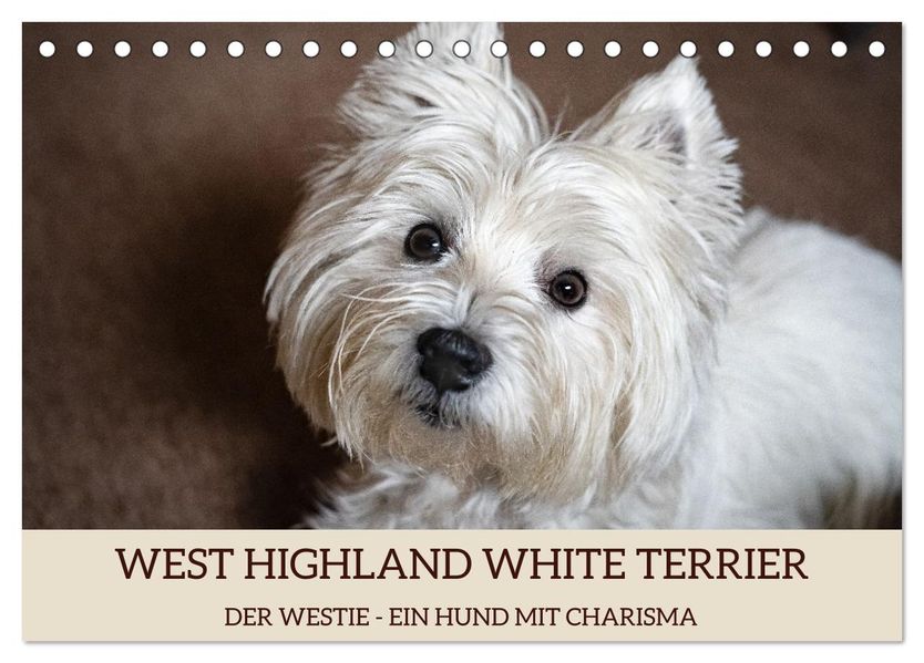 WEST HIGHLAND WHITE TERRIER - DER WESTIE - EIN HUND MIT CHARISMA (Tischkalender 2027 DIN A5 quer) CALVENDO Monatskalender