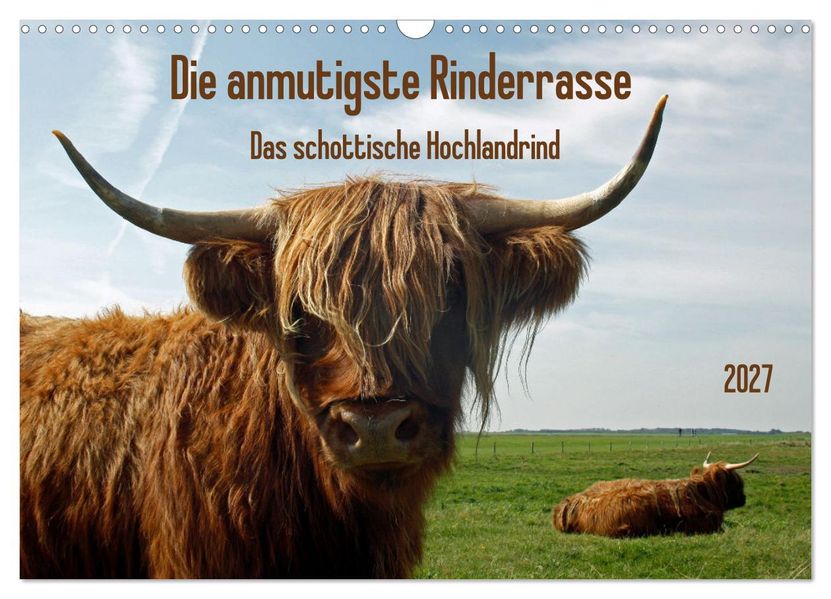 Die anmutigste Rinderrasse - Das schottische Hochlandrind (Wandkalender 2027 DIN A3 quer) CALVENDO Monatskalender
