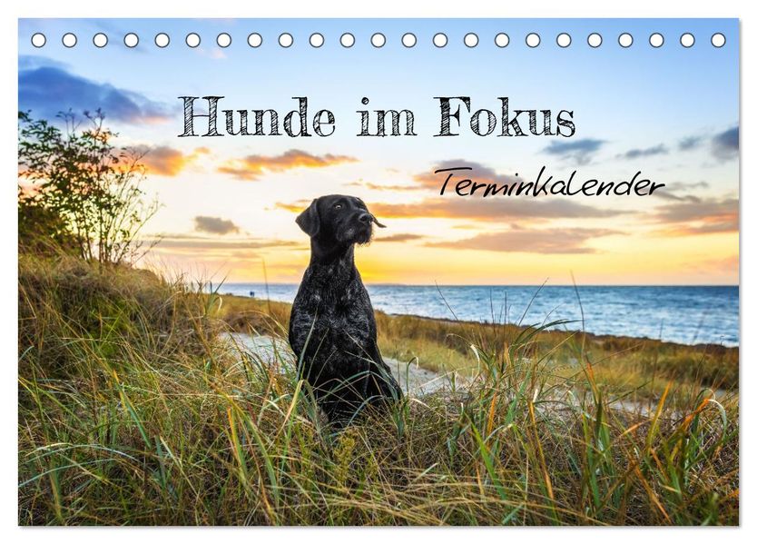 Hunde im Fokus (Tischkalender 2027 DIN A5 quer) CALVENDO Monatskalender