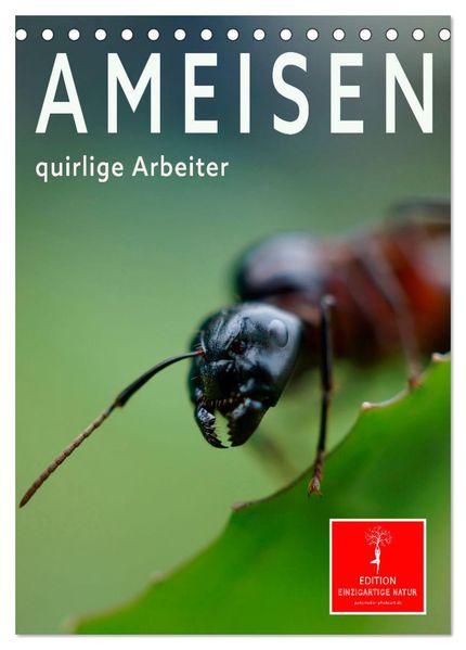 Ameisen quirlige Arbeiter (Tischkalender 2027 DIN A5 hoch) CALVENDO Monatskalender