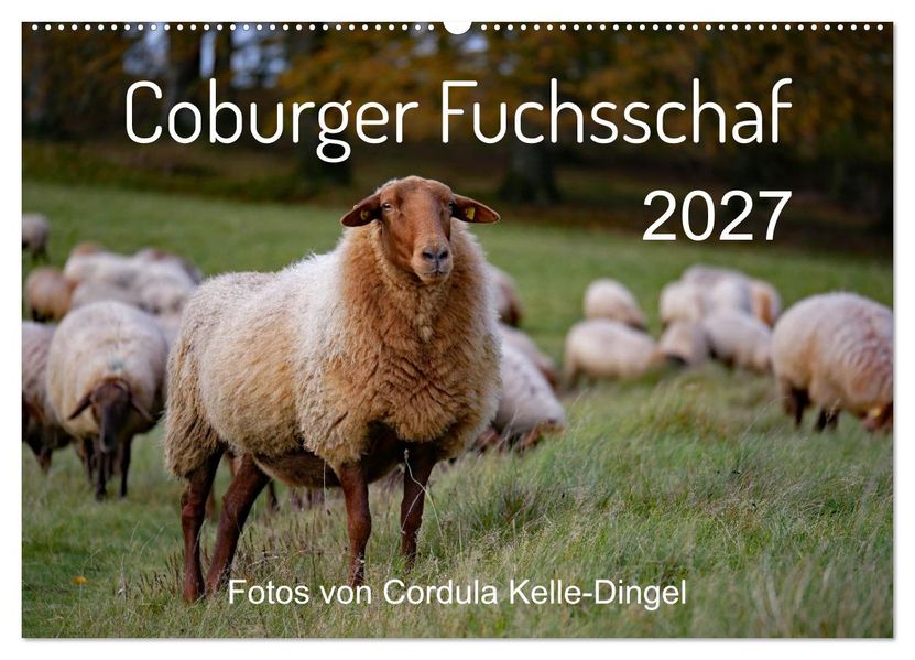 Coburger Fuchsschaf (Wandkalender 2027 DIN A2 quer) CALVENDO Monatskalender