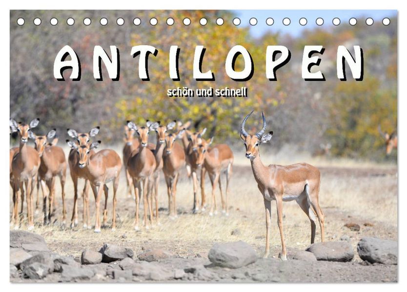Antilopen schön und schnell (Tischkalender 2027 DIN A5 quer) CALVENDO Monatskalender