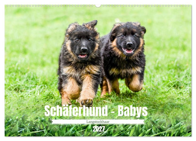 Langstockhaar - Schäferhund - Babys (Wandkalender 2027 DIN A2 quer) CALVENDO Monatskalender