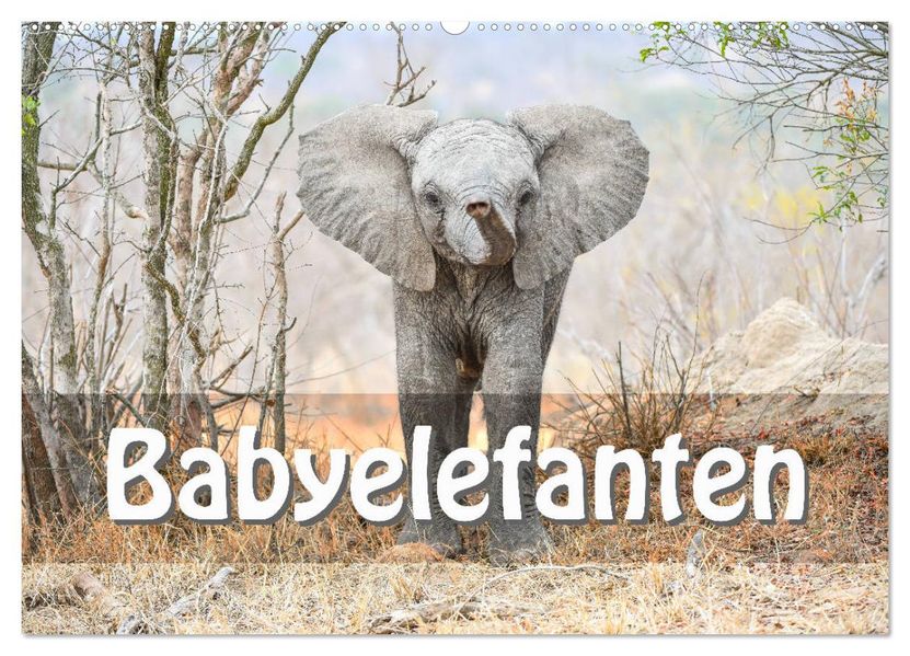 Babyelefanten (Wandkalender 2027 DIN A2 quer) CALVENDO Monatskalender