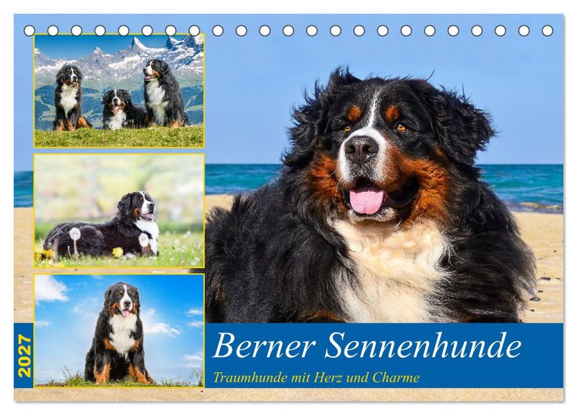 Berner Sennenhunde - Traumhunde mit Charme (Tischkalender 2027 DIN A5 quer) CALVENDO Monatskalender