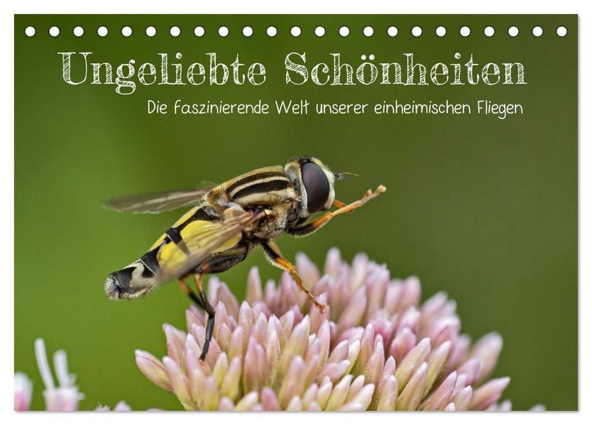 Ungeliebte Schönheiten - die faszinierende Welt unserer heimischen Fliegen (Tischkalender 2027 DIN A5 quer) CALVENDO Monatskalender