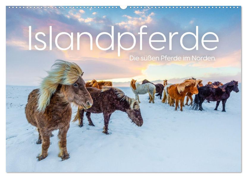 Islandpferde - Die süßen Pferde im Norden. (Wandkalender 2027 DIN A2 quer) CALVENDO Monatskalender