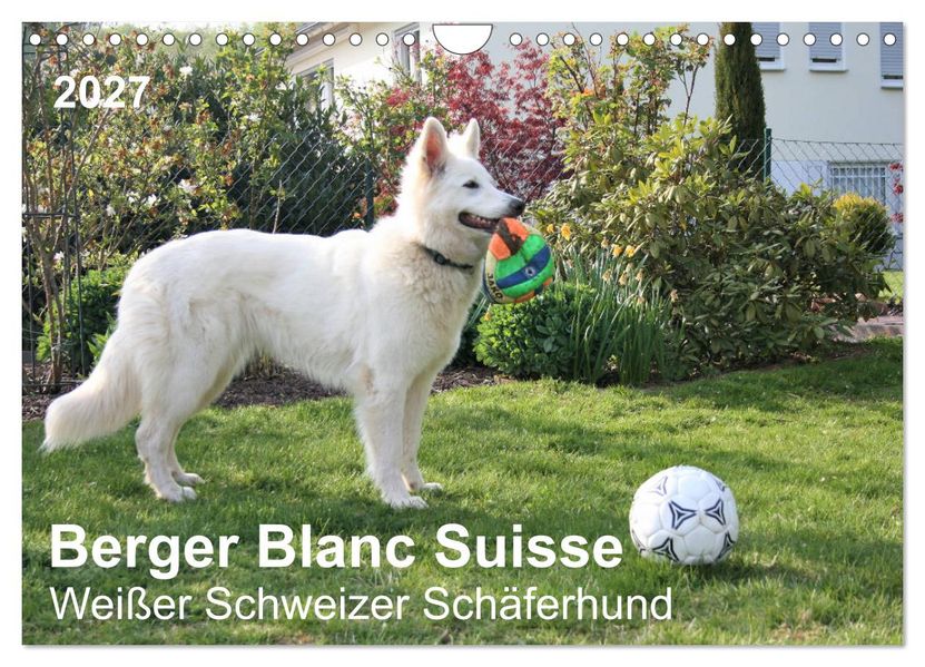 Berger Blanc Suisse - Weißer Schweizer Schäferhund (Wandkalender 2027 DIN A4 quer) CALVENDO Monatskalender