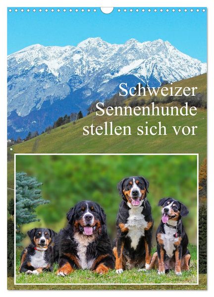 Schweizer Sennenhunde stellen sich vor (Wandkalender 2027 DIN A3 hoch) CALVENDO Monatskalender
