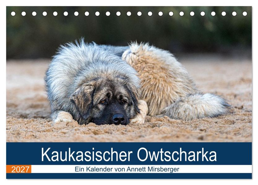Kaukasischer Owtscharka (Tischkalender 2027 DIN A5 quer) CALVENDO Monatskalender