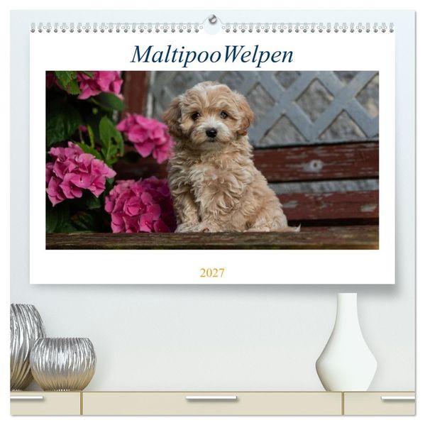 Maltipoo Welpen (hochwertiger Premium Wandkalender 2027 DIN A2 quer) Kunstdruck in Hochglanz