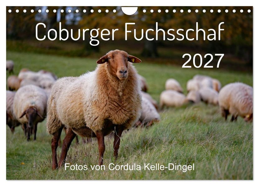 Coburger Fuchsschaf (Wandkalender 2027 DIN A4 quer) CALVENDO Monatskalender
