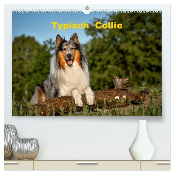 Typisch Collie (hochwertiger Premium Wandkalender 2027 DIN A2 quer) Kunstdruck in Hochglanz